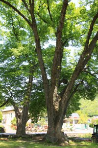 월곡마을 느티나무 16