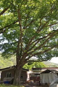 월곡마을 느티나무 17