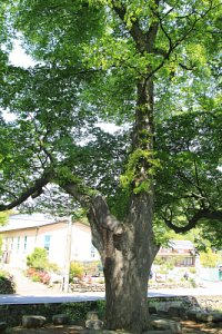 월곡마을 느티나무 18