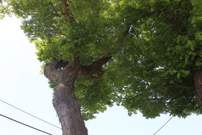 중방마을 느티나무 06