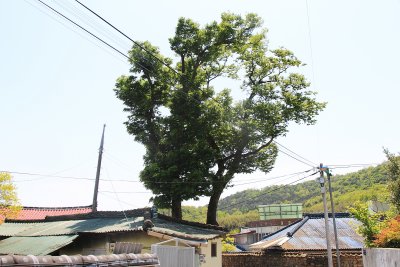 중방마을 느티나무 10