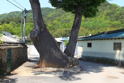 중방마을 느티나무 11