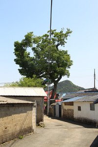 중방마을 느티나무 14