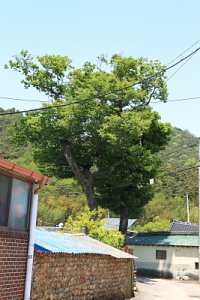 중방마을 느티나무 15