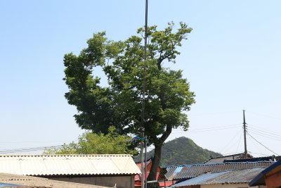 중방마을 느티나무 16
