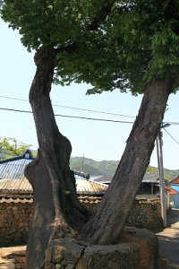 중방마을 느티나무 17