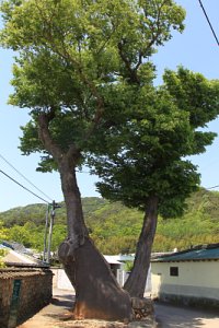 중방마을 느티나무 18