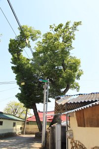 중방마을 느티나무 19