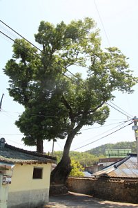 중방마을 느티나무 20