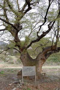남차리 느티나무 보호수 16