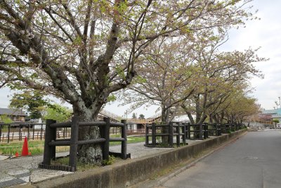 스이고이타코아야메 공원 18