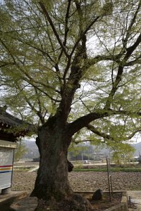 청용리 느티나무 11