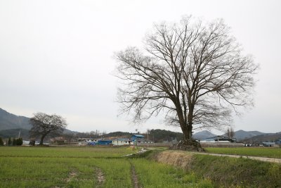구룡리 느티나무 14