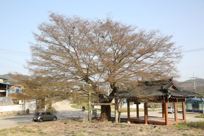 청계마을 느티나무 09
