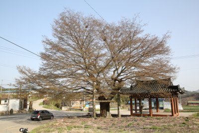 청계마을 느티나무 10