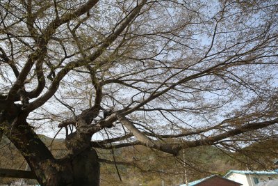 청계마을 느티나무 12