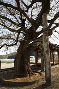 청계마을 느티나무 15