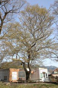 장안리 느티나무 15