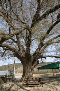 용산리 느티나무 12
