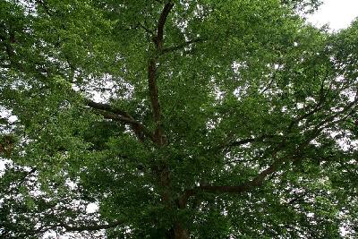 파주 마장리 느티나무