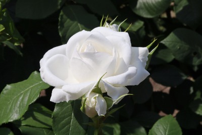 장미 안나푸르나 Annapurna Rose | 식물 | 두피디아 포토커뮤니티