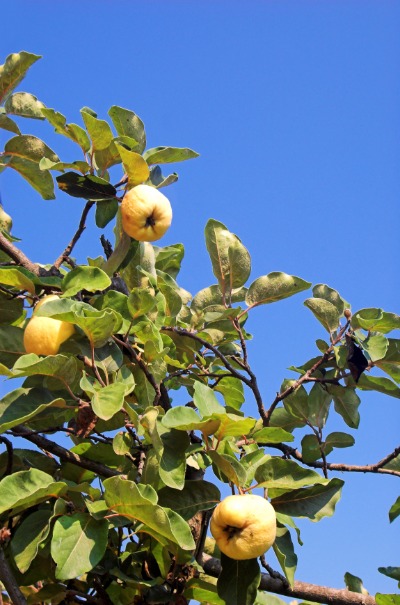마르멜로 열매 19