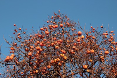 감나무 13