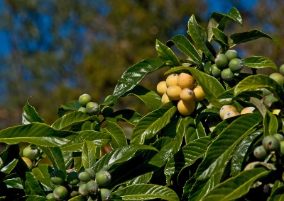 비파나무 열매 16