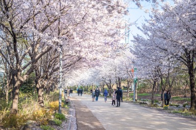 서울 숲 벚꽃