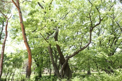 회화나무와 느티나무 13