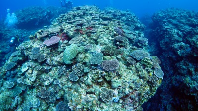 요론섬 해저 다이빙 06