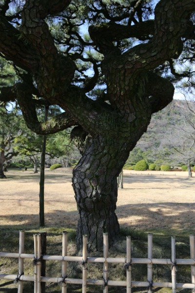 리쓰린공원 소나무 04