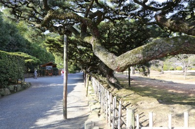 리쓰린공원 소나무 09