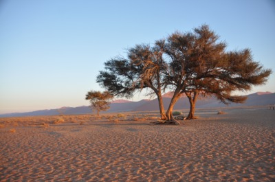 나미브 모래바다