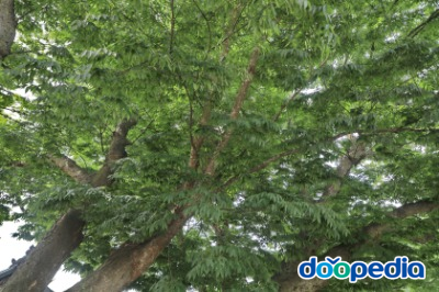 상금리 느티나무