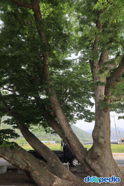 상금리 느티나무