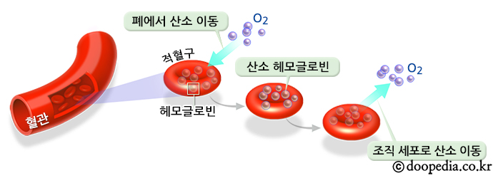 헤모글로빈_690.jpg
