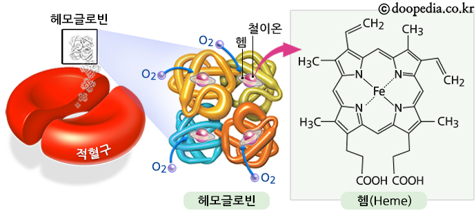 헤모글로빈(구조)_690.jpg