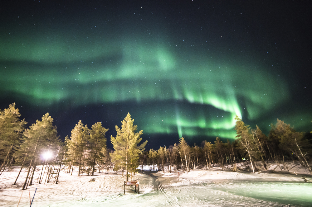 정은진_유럽(북유럽_핀란드_사리셀카)aurora's forest_2-1 .jpg