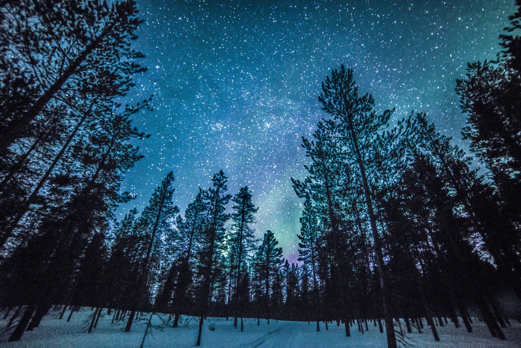 라플란드 숲의 밤 (2).jpg