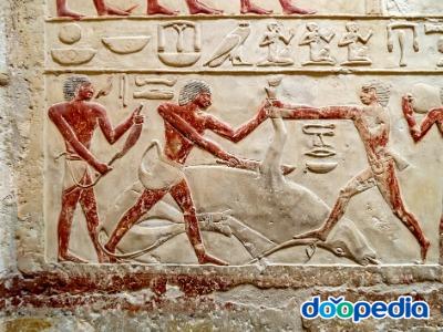사카라 피라미드 내부 벽화 (소잡는 이집트인)(갈색은 일하는 사람)