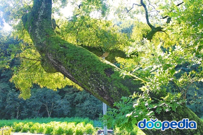남산리 회화나무