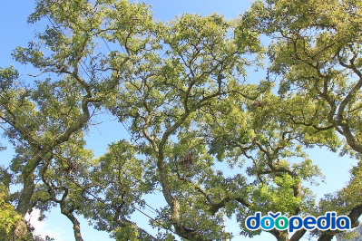 남산리 회화나무