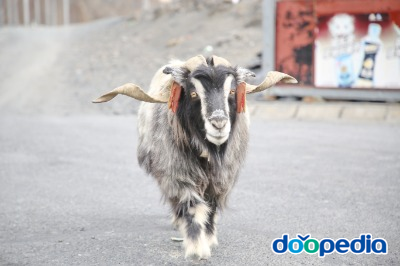 티베트 염소