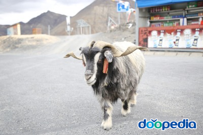 티베트 염소
