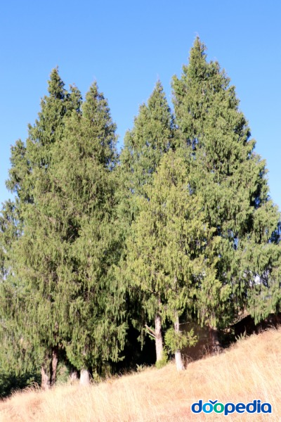 부탄측백나무