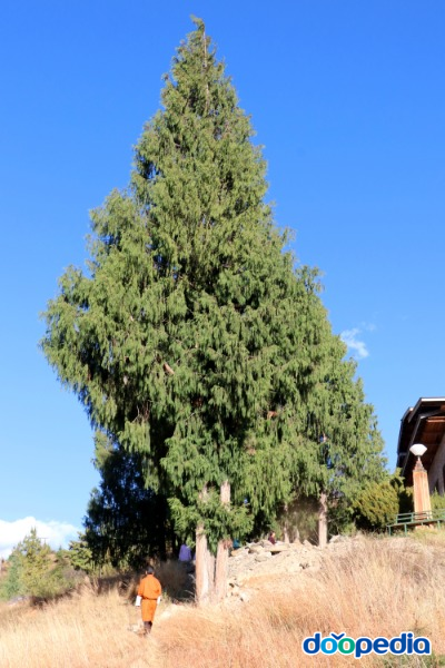 부탄측백나무