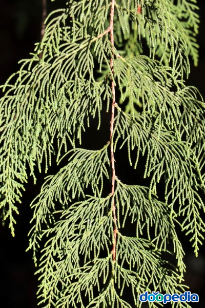 부탄측백나무, 잎