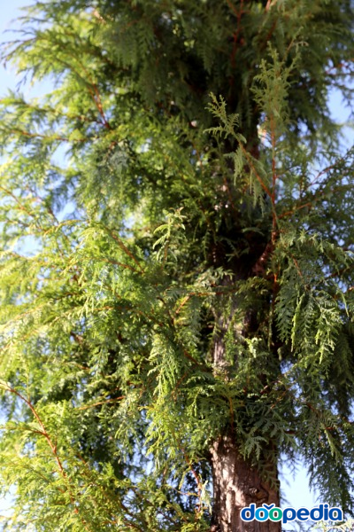 부탄측백나무, 잎