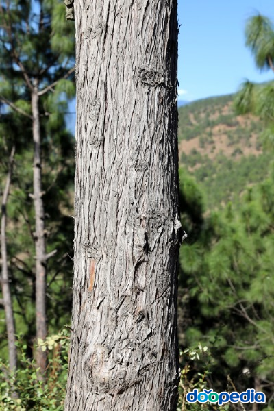 부탄측백나무, 줄기